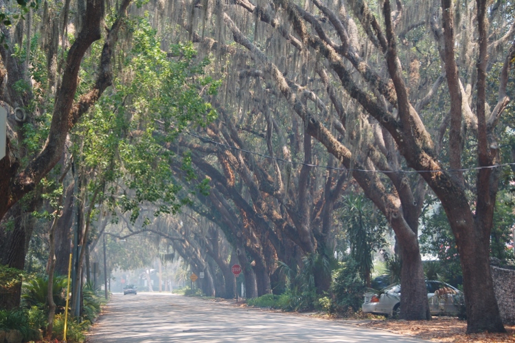 old trees